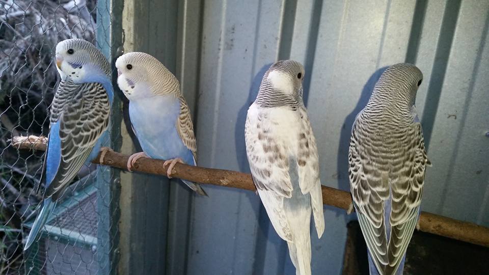 Perching Feathers