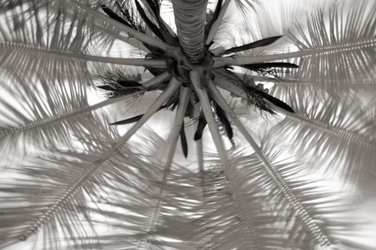 Looking up at a palm. by Krakentastic