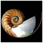 Nautilus Siphuncles by Krakentastic