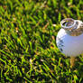 Wedding Rings on a Golf Ball