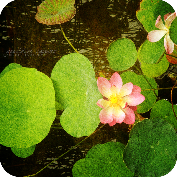 The Lotus Pond