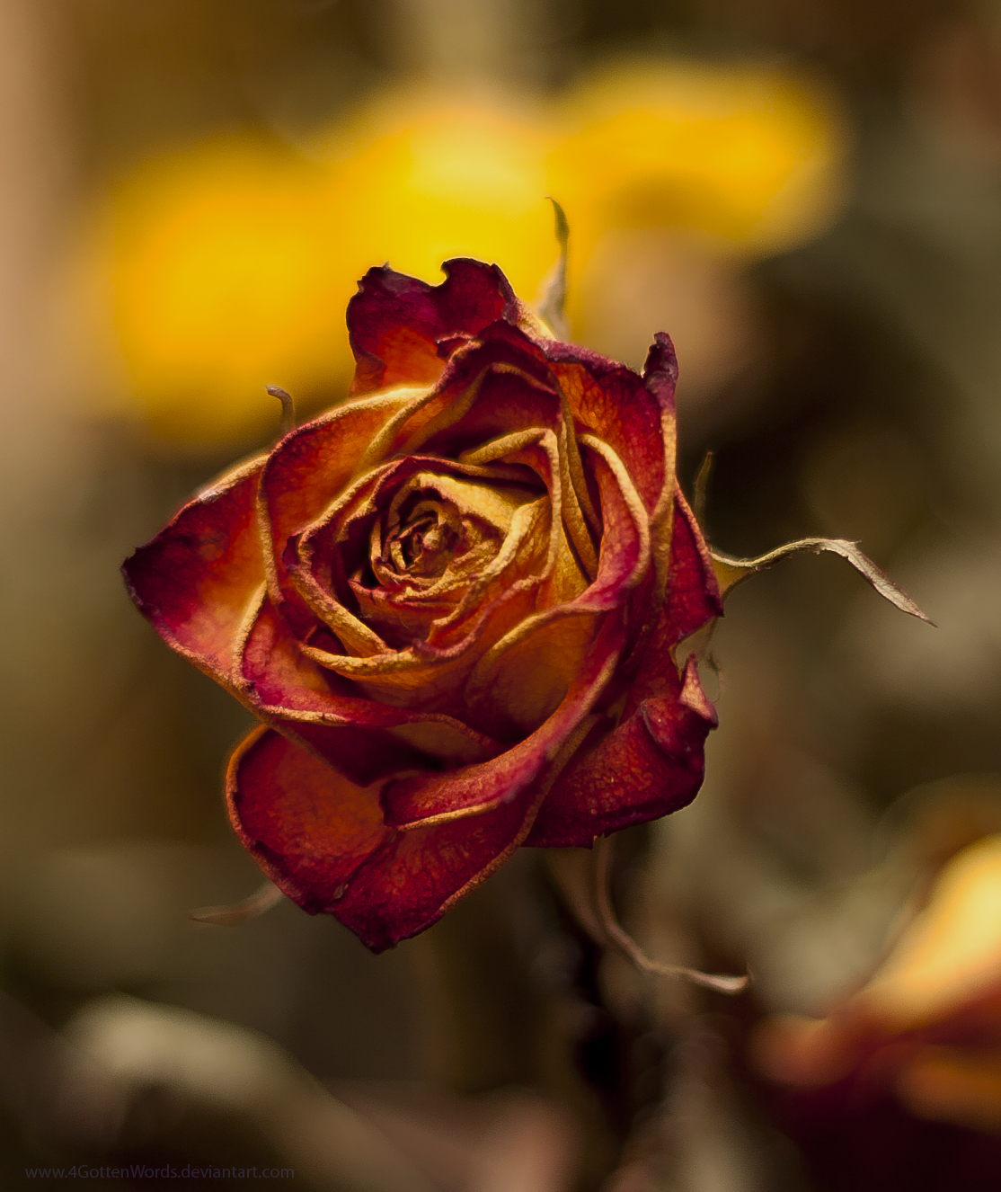 dried rose by 4GottenWords on DeviantArt
