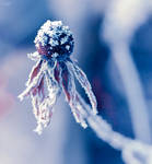 dried flower during winter by 4GottenWords