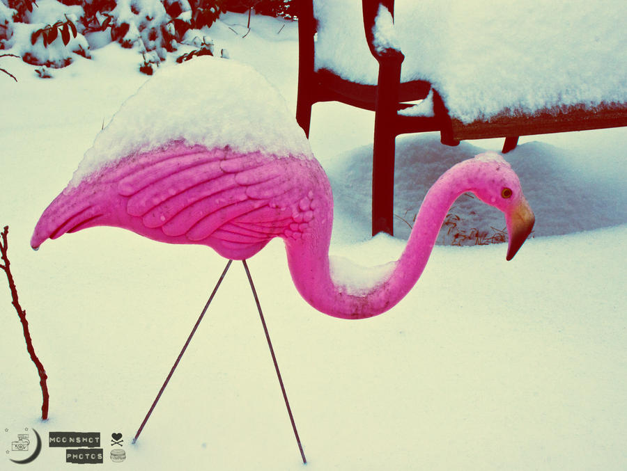 Snow Bird