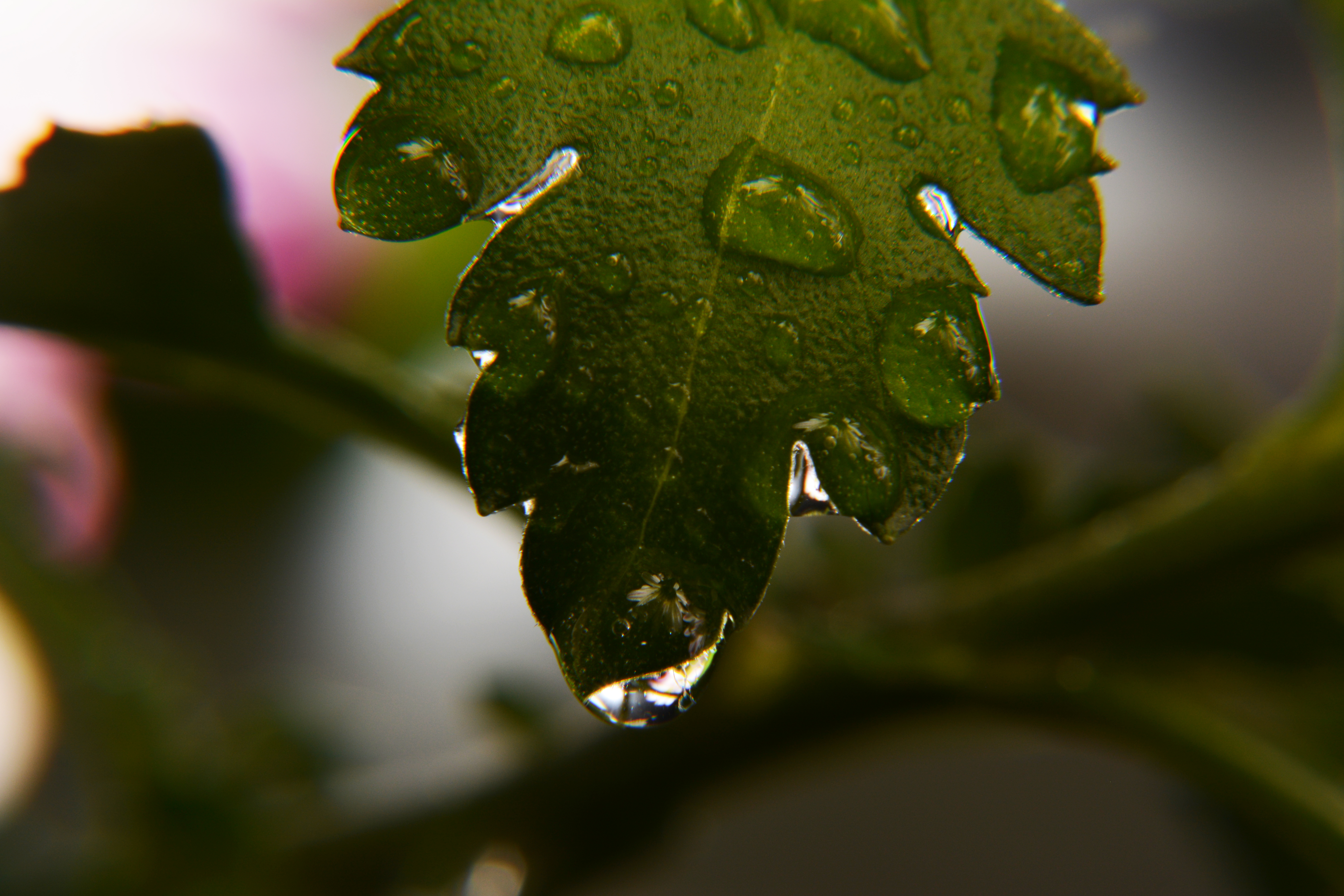 Front reflection on waterdroplet