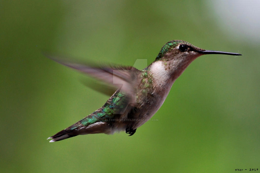 Female Ruby Throated Hummingbird