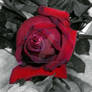 Velvet Rose