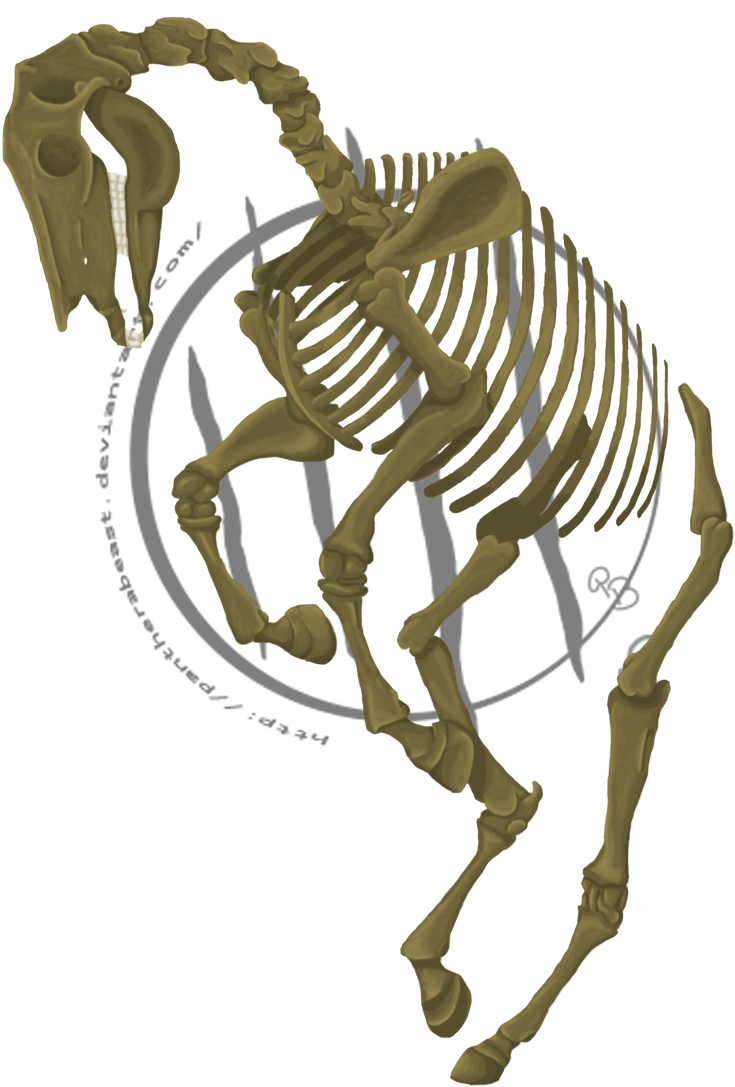 Skeleton by PantheraBeast on DeviantArt