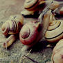 snails 4