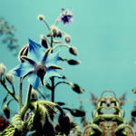Fairy tale about blue flower 5 by CocoaDesert
