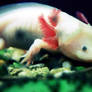 axolotl