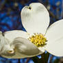 White Dogwood