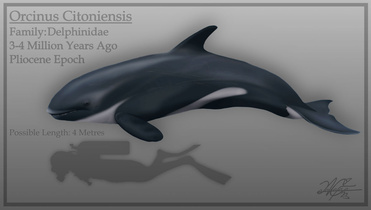 Orcinus citoniensis by EvgeniH on DeviantArt