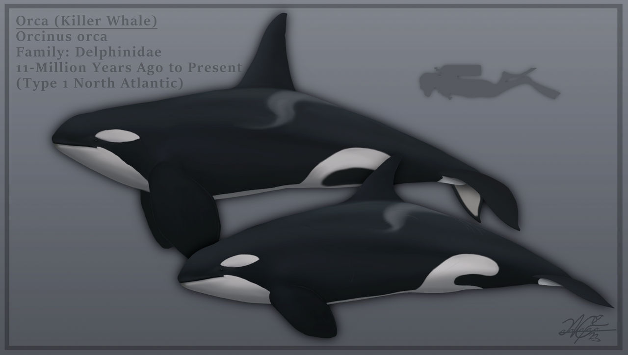 Adult Female and Male Orca by EvgeniH on DeviantArt