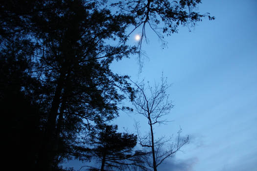 Twilight Over the Swamp