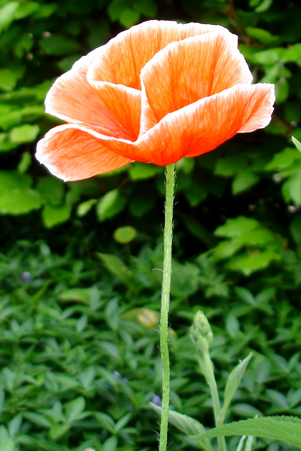Papaver somniferum by eigenwijs