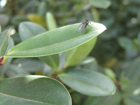 Fly on leaf 2