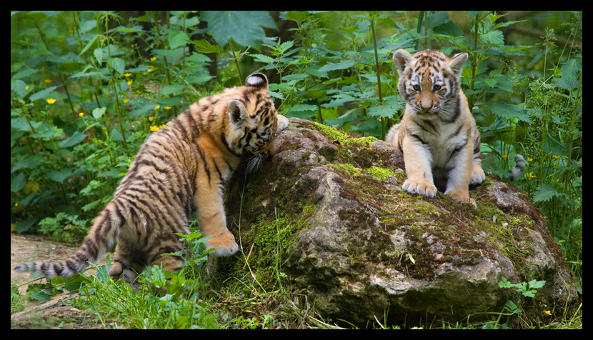 Siberian Tiger Cubs