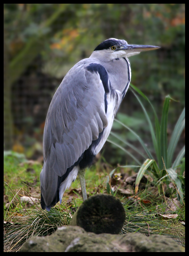 Grey Heron