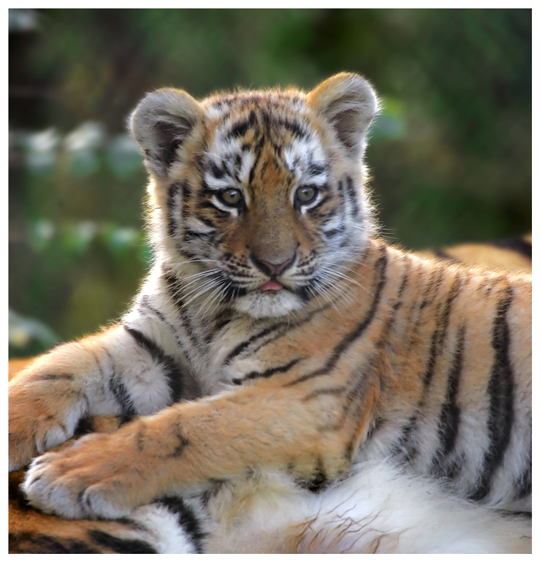 Siberian Tiger Cub 1