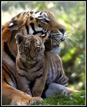 Mother and Cub 2