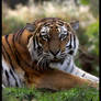 Siberian Tiger 4