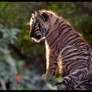 Siberian Tiger Cub Silhouette
