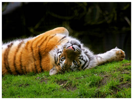 Siberian Tiger 7