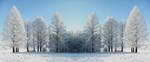 Winter sun by ibasimaikataimeto