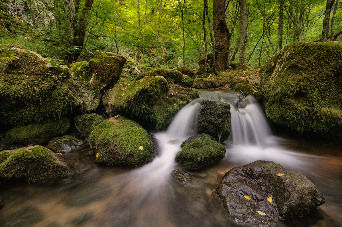 Smiling rocks forest