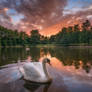 Swan lake sunset