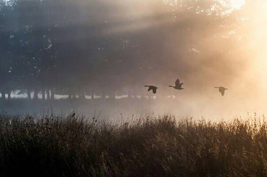 The flying birds in dark forest