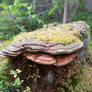 Fungi on Stump