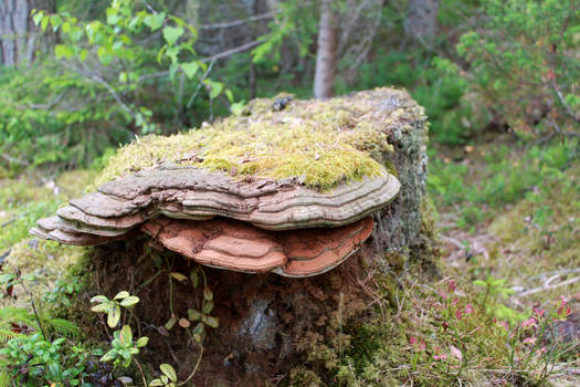 Fungi on Stump