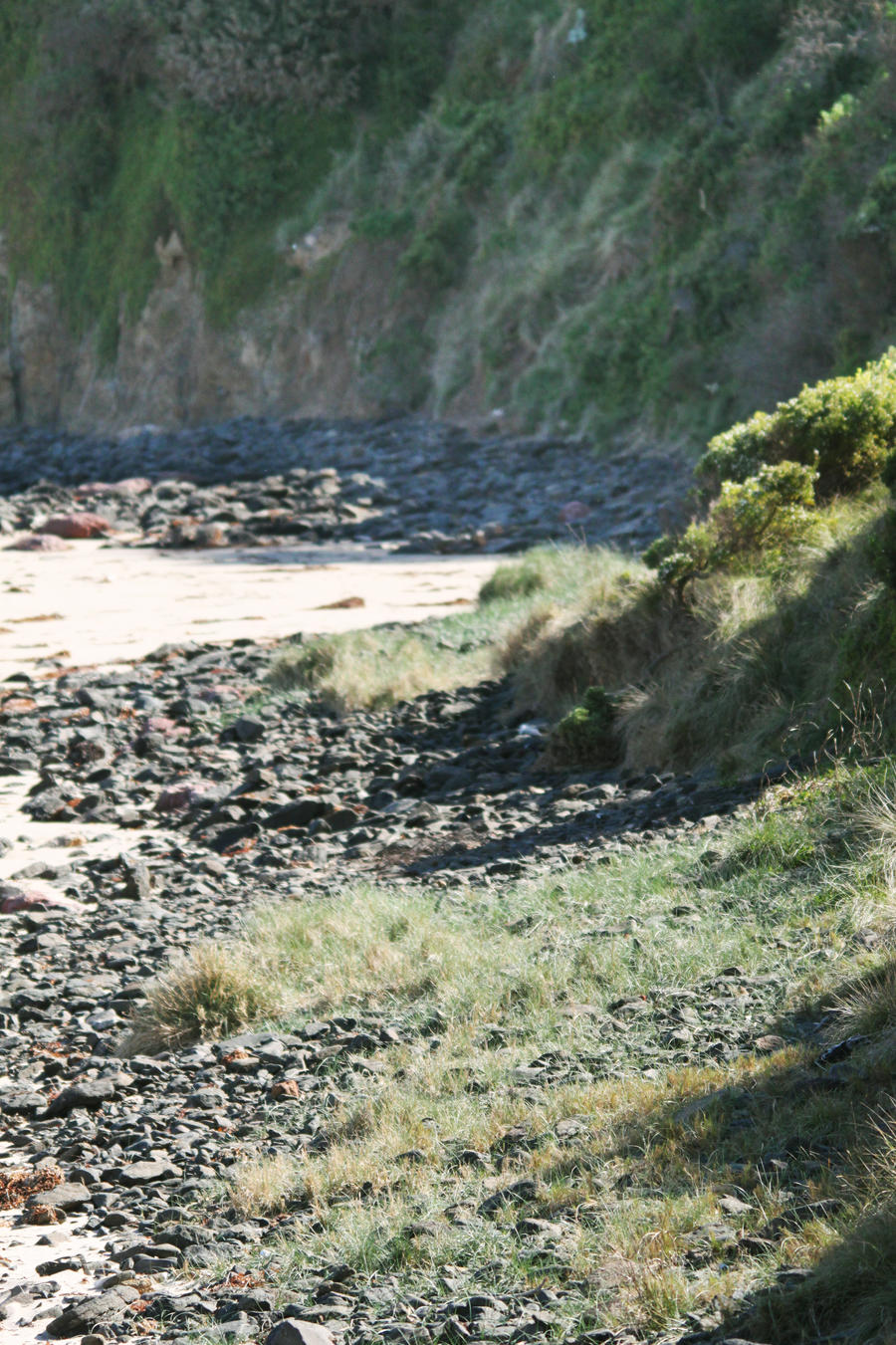 Seaside Vegetation 3