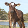 Cute Calf