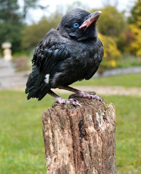 Young Raven 8