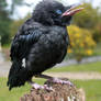 Young Raven 7