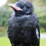 Young Raven 5