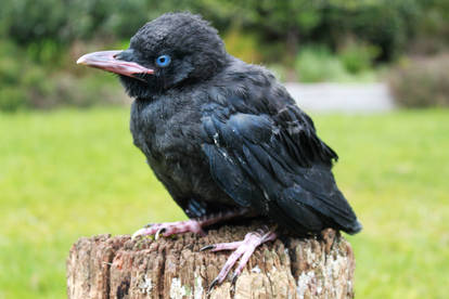 Young Raven 4