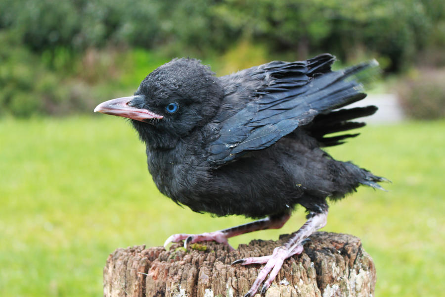 Young Raven 3 by Digimaree Young Raven 3 by Digimaree