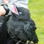 Young Raven 2