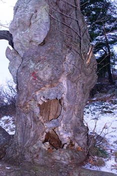 Fairytale Tree