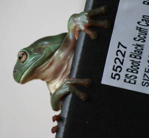 Green Tree Frog on shoebox