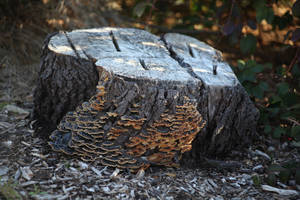 Stump with fungi