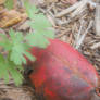 Plant and Red fall leaf