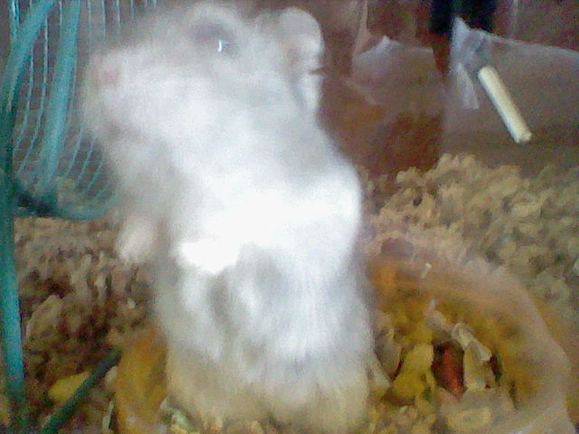 Hamster