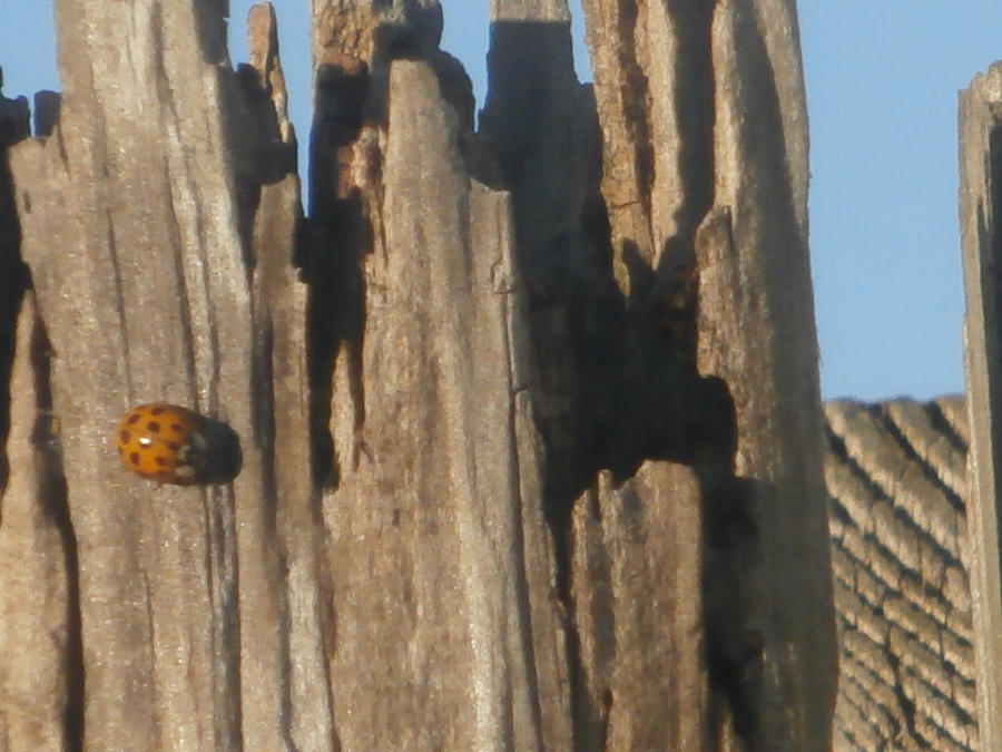 ladybug