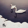 Swans2