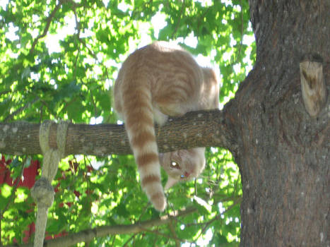 Cat in a tree